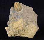 Conocoryphe sulzeri (SCHLOTHEIM, 1823) - Bild © FossNet FossilienStore